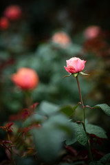 Flower rose on green background.