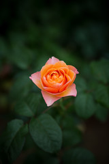 Flower rose on green background.