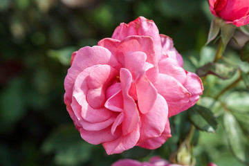 ピンク色のばら
