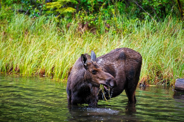 Moose Feeding in Lake