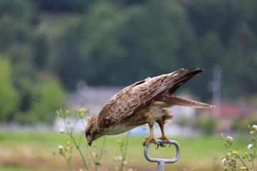 鷹