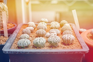 Cactus, Cactus thorns, Close up thorns of cactus, Cactus Background
