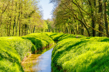 Stream and Green forest in early spring