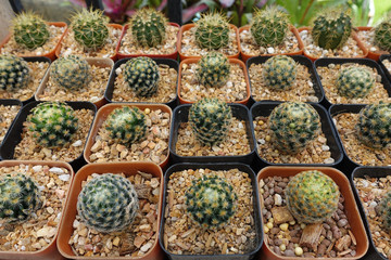 Cactus nursery garden with a variety of species.