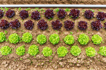 Green Lettuce leaves on garden beds in the vegetable field. 