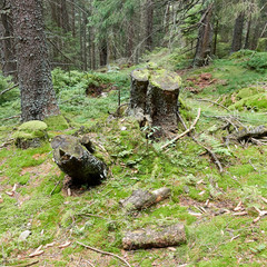  Baumstümpfe im Wald