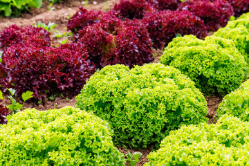 Green Lettuce leaves on garden beds in the vegetable field. Gardening  background with green Salad plants in the open ground, close up