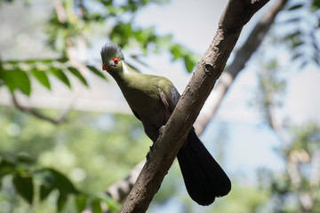 Turaco