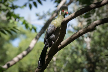 Turaco