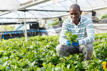 Farmer cultivating Malabar spinach
