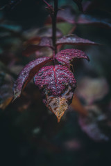 flower with water drops of morning dew
