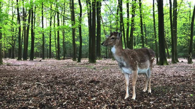 Sliding shot of a fallow deer under some trees standind still and looking around, on a cloudy day