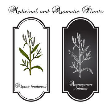 Alpine knotweed aconogonon alpinum , medicinal plant