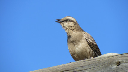 Tropical mockingbird sitting on a tree trunk.