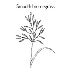 Smooth brome Bromus inermis , medicinal plant