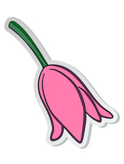 Vector illustration, sticker of pink tulip flower in flat cartoon style isolated on white background