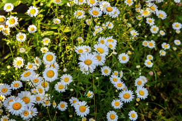 White meadow daisies, close up 