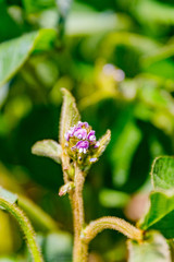 Young soybean plants with flowers on soybean cultivated field. Agricultural soy plantation background. Green growing flowering soybeans.