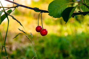 Cherry branch with two berries