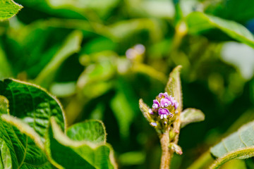 Young soybean plants with flowers on soybean cultivated field. Agricultural soy plantation background. Green growing flowering soybeans.