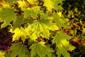 Green Maple Branch, close up  