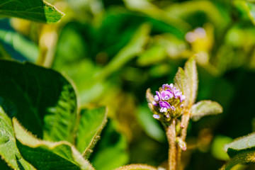 Young soybean plants with flowers on soybean cultivated field. Agricultural soy plantation background. Green growing flowering soybeans.