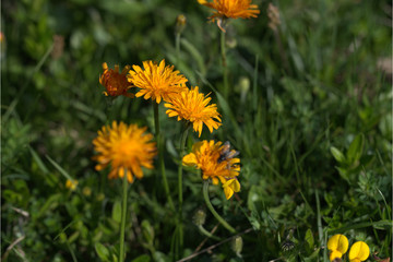 Oranges Habichtskraut