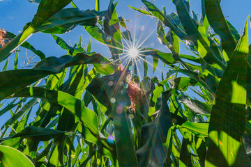 Bright sun rays on the blue sky through the corn leaves and flowers. Shining sun and flowering corn, close up. 