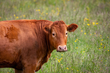 Cow on meadow