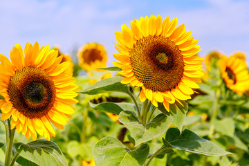 Fototapeta premium Yellow sunflowers in the agricultural sunflower field