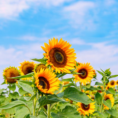 Yellow sunflowers in the agricultural sunflower field