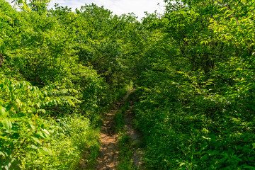 Obraz premium Tight Dirt Trail with Lush Green Plants and Trees at Red Gate Woods in Suburban Chicago