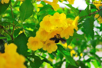 Yellow flowers and Carpenter bees