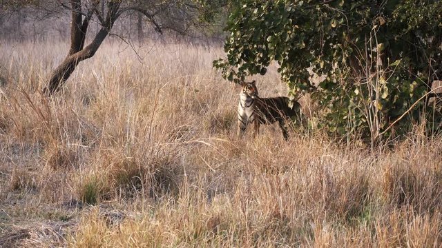 a tiger cub smells the leaves of a tree at tadoba andhari tiger reserve in india