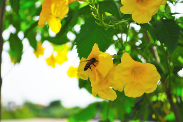 Yellow flowers and bees