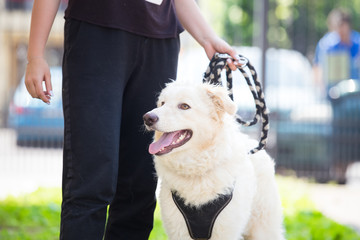 Training a white adopted dog