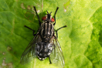 Closeup macro photo of a fly on a green leaf. A photo with many details of the fly