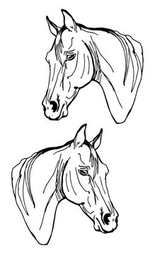isolated monochrome image, two head of horses on a white background 
