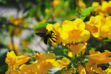 Yellow flowers and Carpenter bees