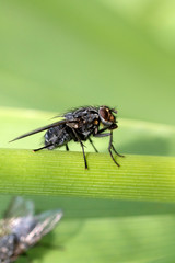 House fly in extreme close up sitting on green leaf.