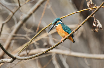 止まり木のカワセミ