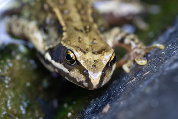 Closeup photo of the eyes and head of a green frog holding on to its paws