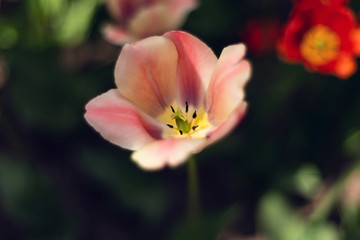 Beautiful detailed macro photography of white-pink-yellow tulip with blurry dark background. Photography from Tulip Festival.