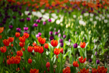 Fototapeta na wymiar Multi colored field with red, yellow, dark violet and white tulips from Tulip Festival. Picture useful for web design and as a computer wallpaper.
