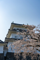 小田原城と満開の桜　撮影日2019/4/6