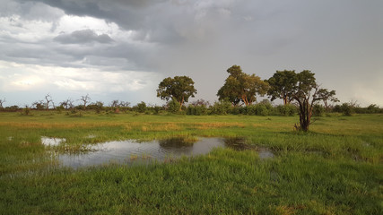 Landscape in Moremi Game Reserve