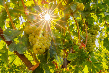  New vintage wine background concept,  close up