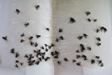 fly