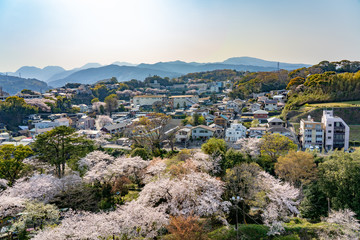 Fototapeta na wymiar 小田原城から眺める満開の桜と街並み　撮影日2019/4/6