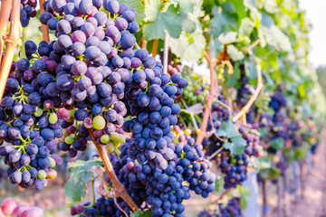  Blue Wine grapes on  vine. Dark skinned grapevine for red wine,  German Wine Road, Rhineland Palatinate, Germany